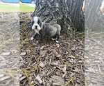 Small #2 Boston Terrier