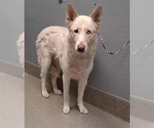 German Shepherd Dog-Unknown Mix Dogs for adoption in Las Vegas, NV, USA