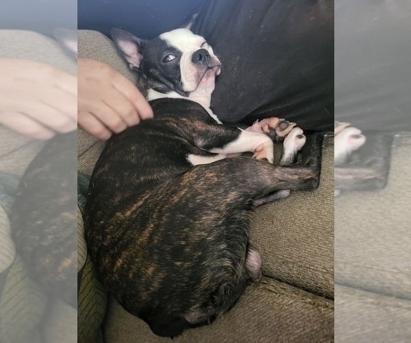 Medium Photo #1 Boston Terrier Puppy For Sale in MITCHELL, IN, USA