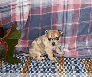 Chihuahua Puppy for sale in MOUNT VERNON, OH, USA