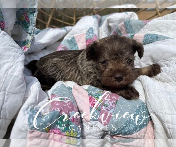 Medium Photo #4 Schnauzer (Miniature) Puppy For Sale in NIANGUA, MO, USA
