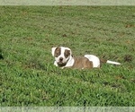 Small Photo #4 American Bulldog Puppy For Sale in LULING, TX, USA