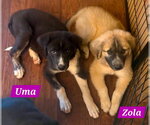 Small #3 Great Pyrenees Mix