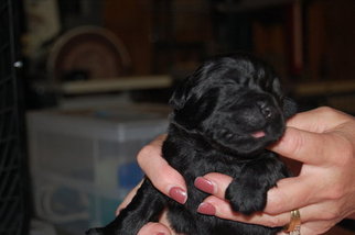 Newfoundland Puppy for sale in MURFREESBORO, TN, USA