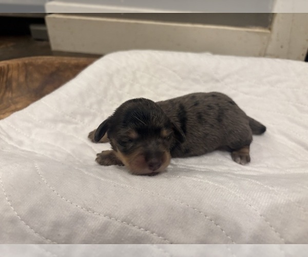 Medium Photo #4 Dachshund Puppy For Sale in MARSHFIELD, MO, USA