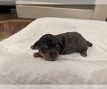 Small #3 Dachshund