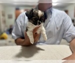 Small #1 Chihuahua