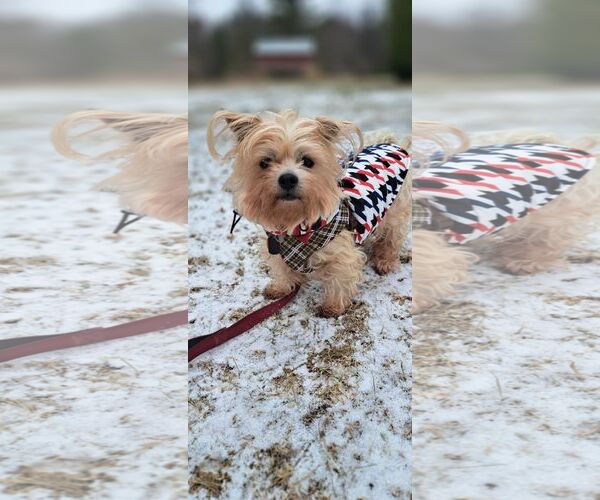 Medium Photo #1 Mutt Puppy For Sale in Shelburne, VT, USA