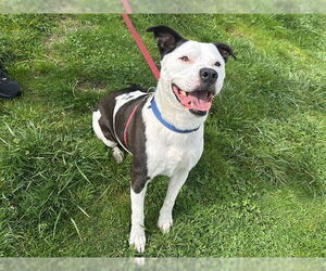 Mutt Dogs for adoption in McKinleyville, CA, USA