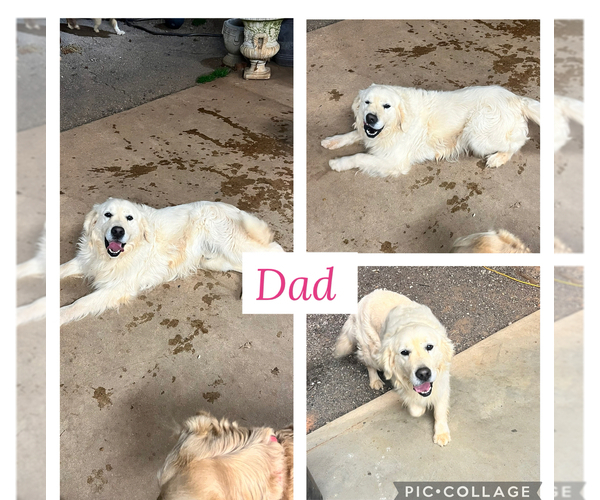 Medium Photo #1 Golden Retriever Puppy For Sale in BOILING SPGS, SC, USA