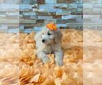 Small #3 Goldendoodle