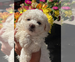 Small Photo #6 Bichon Frise-Maltipoo Mix Puppy For Sale in LEBANON, TN, USA