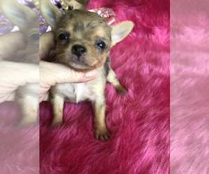 Chihuahua Puppy for sale in TRACY, CA, USA