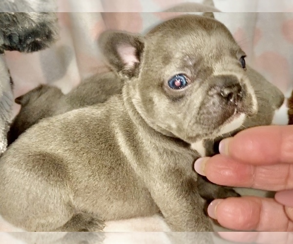 Medium Photo #8 French Bulldog Puppy For Sale in FREMONT, CA, USA
