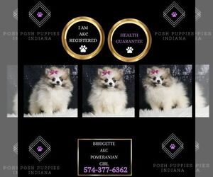 Pomeranian Puppy for sale in WARSAW, IN, USA