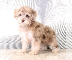 Poovanese Puppy for sale in WESTPOINT, IN, USA