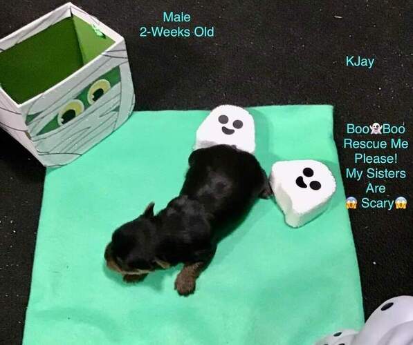 Medium Photo #1 Yorkshire Terrier Puppy For Sale in BARTOW, FL, USA
