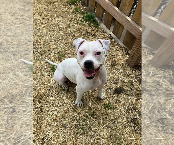 Medium Photo #17 Mutt Puppy For Sale in Plainfield, IL, USA