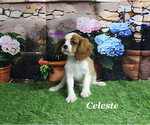 Small #14 Cavalier King Charles Spaniel