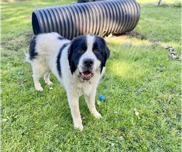 Medium Photo #3 Great Pyrenees-Saint Bernard Mix Puppy For Sale in Williamsburg, IA, USA