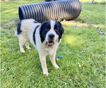 Small #2 Great Pyrenees-Saint Bernard Mix