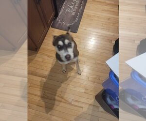 Hazel - Female Huskies -Unknown Mix Dog for Adoption - Photo #3