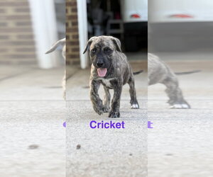 Black Mouth Cur-Unknown Mix Dogs for adoption in Ball Ground, GA, USA