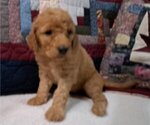 Small #1 Goldendoodle