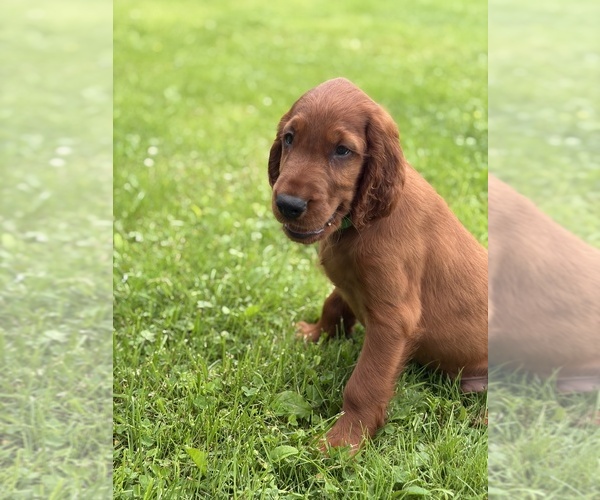 Medium Photo #3 Irish Setter Puppy For Sale in ONEONTA, NY, USA