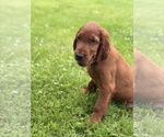 Small #2 Irish Setter