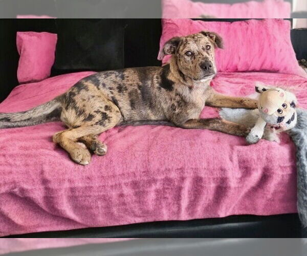 Medium Photo #3 Catahoula Leopard Dog Puppy For Sale in Newport Beach, CA, USA
