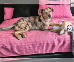 Small #2 Catahoula Leopard Dog