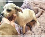 Small Photo #6 ShiChi Puppy For Sale in Wakefield, RI, USA