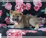 Small Photo #1 Shiba Inu Puppy For Sale in ATGLEN, PA, USA