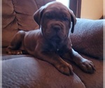Small Photo #8 Cane Corso Puppy For Sale in INDIANAPOLIS, IN, USA