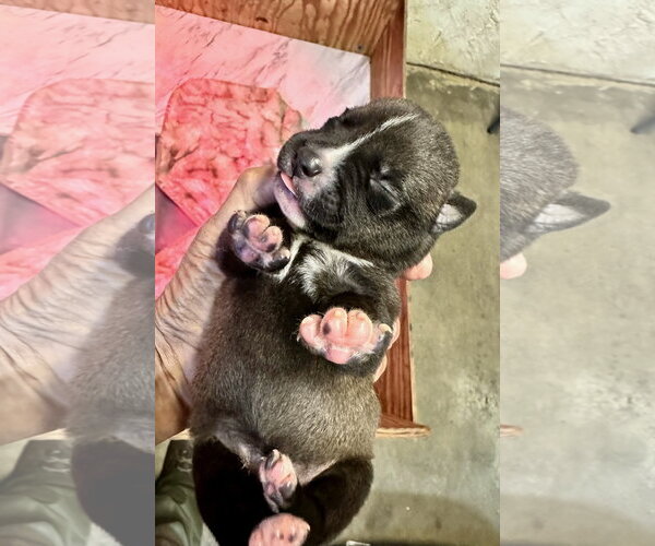 Medium Photo #6 Labrador Retriever-Unknown Mix Puppy For Sale in San Diego, CA, USA