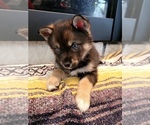 Small Photo #5 Pomsky Puppy For Sale in KANSAS CITY, KS, USA