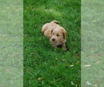 Small #6 Goldendoodle (Miniature)