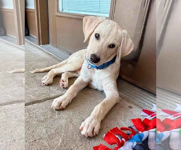 Medium Photo #2 Labrador Retriever-Unknown Mix Puppy For Sale in Coldwater, MI, USA