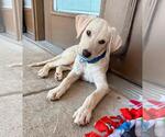 Small #1 Labrador Retriever Mix