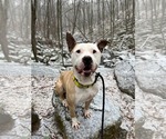 Small #4 American Bulldog-Labrador Retriever Mix