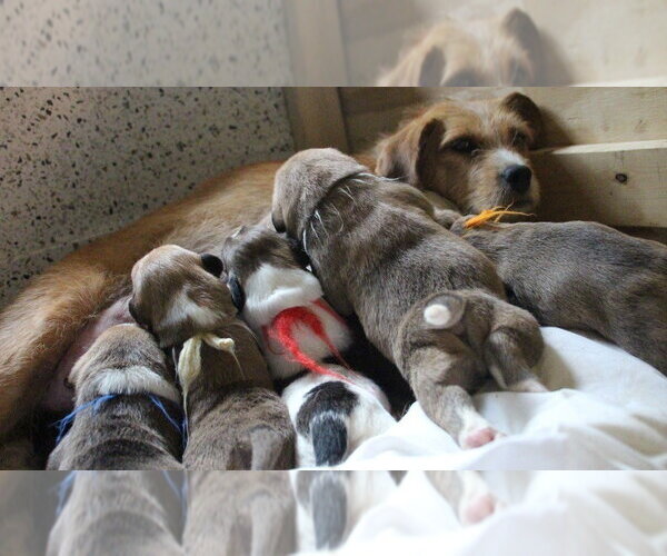 Medium Photo #7 Beagle-Unknown Mix Puppy For Sale in Aurora, IN, USA
