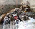Small #6 Beagle Mix