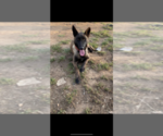 Small Photo #1 Belgian Malinois Puppy For Sale in LINDSAY, CA, USA