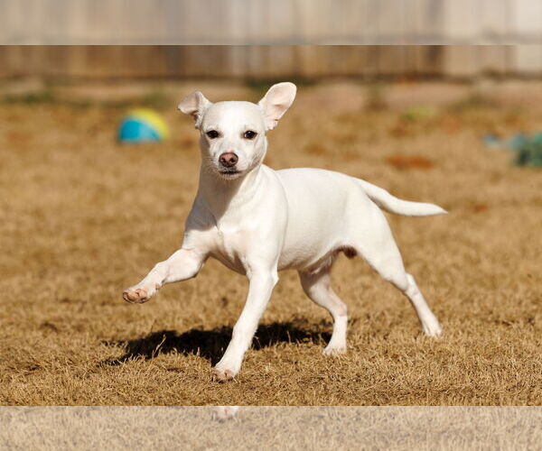 Medium Photo #10 Chihuahua-Unknown Mix Puppy For Sale in McKinney, TX, USA
