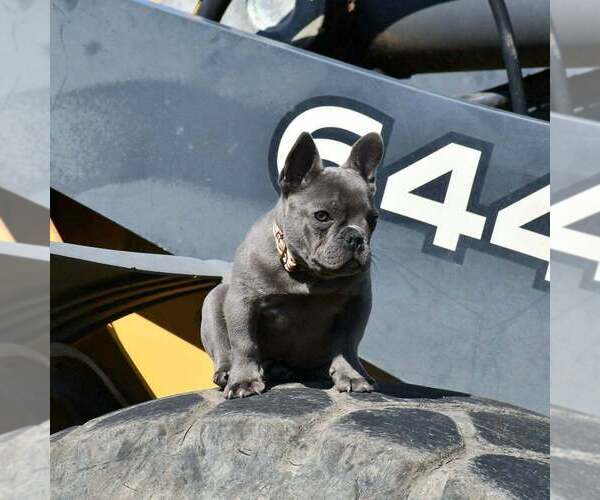 Medium Photo #1 French Bulldog Puppy For Sale in GRAHAM, WA, USA