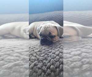 French Bulldog Puppy for sale in Montreal, Quebec, Canada