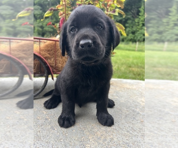 Medium Photo #10 Labrador Retriever Puppy For Sale in NEOLA, WV, USA