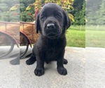 Small #9 Labrador Retriever