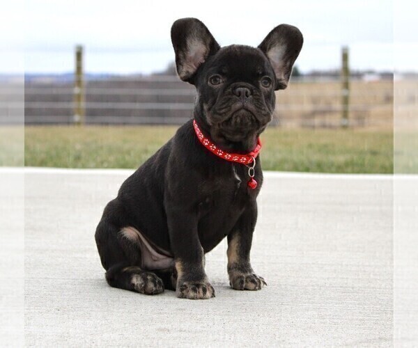 Medium Photo #6 French Bulldog Puppy For Sale in FRESNO, OH, USA